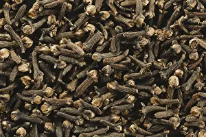 Spice Plant Drucke: Heap cloves