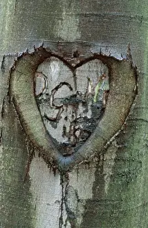 German Federal Republic Nature Drucke: Heart in beech bark, Thuringia