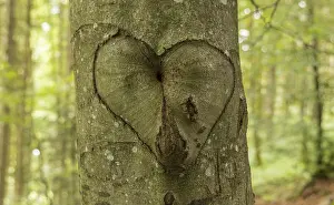 Romanticism Concept Image Drucke: Heart, Beech, Memory, Symbol