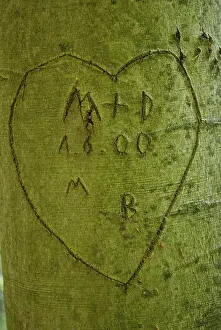 Symbol Of Love Drucke: Heart with initials carved into a trunk