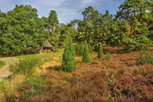 Luneburg Heath Scenery Drucke: Heath landscape with sheepfold