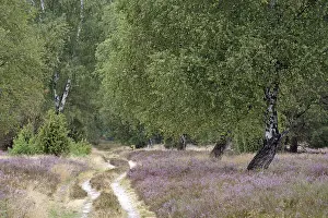 Calluna Vulgaris Flowering Drucke: Heath landscape, typical vegetation