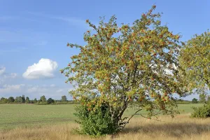 Lower Saxony Nature Park Drucke: Heath landscape, typical vegetation