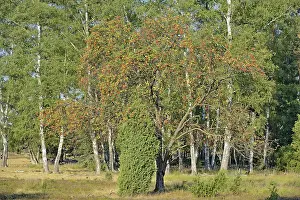 Juniper Tree Drucke: Heath landscape, typical vegetation