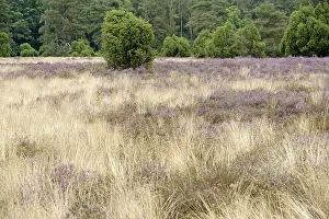 Luneburg Heath Scenery Drucke: Heath landscape, typical vegetation