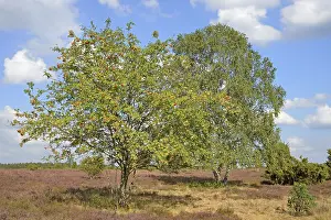 Birch Tree Drucke: Heath landscape, typical vegetation