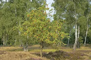 Common Heather Bloom Drucke: Heath landscape, typical vegetation
