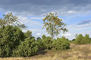 Cloudy Blue Sky Photography Drucke: Heath landscape, typical vegetation