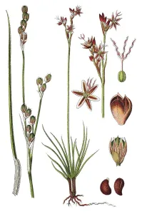 Rasenheide (Juncus squarrosus)