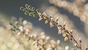 Close Up Nature Images Drucke: Heather (Erica), backlit