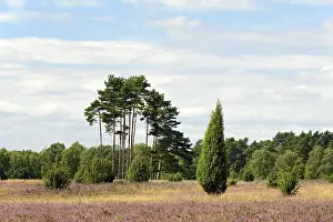 Pine Tree Coniferous Forest Drucke: Heathland at Eicksberg, common juniper (Juniperus communis)