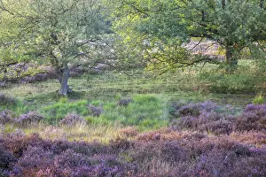 Natural Preserve Atmosphere Drucke: Heathland in the last evening light