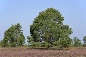 Common Heather Bloom Drucke: Heathland, HauBelberg, 118 m high elevation with Pines (Pinus) and flowering Common Heather (Calluna Vulgaris)