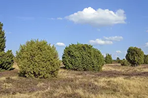 Common Heather Bloom Drucke: Heathland, typical vegetation, juniper (Juniperus communis) and flowering common heather (Calluna Vulgaris)