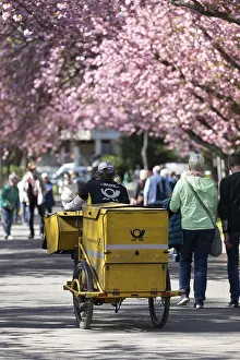 Cherry Blossom Season Europe Drucke: Heavily loaded postman