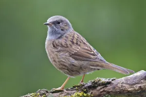 Deserted Wildlife Habitats Drucke: Hedge Accentor