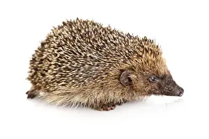 Young Animal Drucke: Hedgehog on a white background