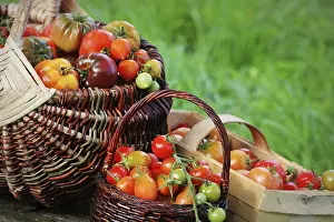 Deserted Farm Scene Drucke: Heirloom variety tomatoes in baskets on rustic table