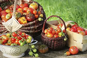 Agricultural Produce Drucke: Heirloom variety tomatoes in baskets on rustic table
