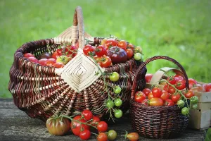 Agricultural Farming Drucke: Heirloom variety tomatoes in baskets on rustic table