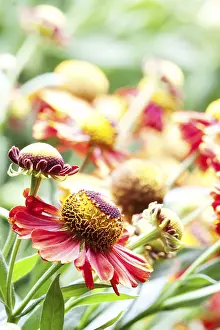 Uninhabited Landscape With Blooming Flowers Drucke: (helenium) flowers