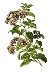 Historic Inflorescence Images Drucke: Heliotropium peruvianum, Cherry Pie