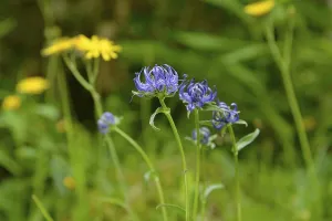 Bavaria Germany Nature Drucke: Hemispherical devil's claw (Phyteuma hemisphaericum)