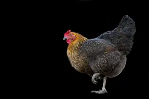 Black Background Animal Cutout Drucke: Hen on a black background on the run