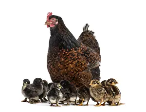 Cute Livestock Farming Drucke: Hen and her chicks