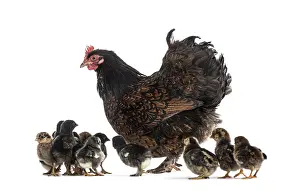 Cute Livestock Farming Drucke: Hen and her chicks