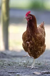 Poultry Farming Drucke: Hen on the farm
