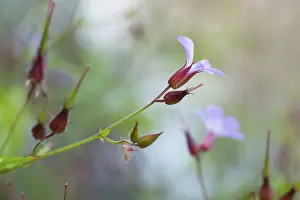 Central Europe Flowering Plants Drucke: Herb robert (Geranium robertianum)
