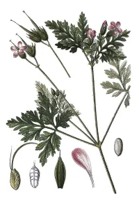 Geranium Robertianum Drucke: Herb Robert, Red Robin (Geranium robertianum)