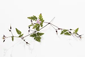 Complementary Medicine Herbs Drucke: Herb Robert or Red Robin (Geranium robertianum)