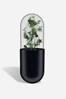 Alternative Medicine Drucke: Herbs in capsule, pill