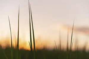 Evening Sky France Drucke: Herbs against light at sunset in meadow