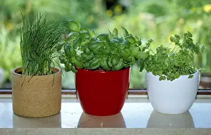 Lamiaceae Family Plants Drucke: Herbs at the window: basil, chives
