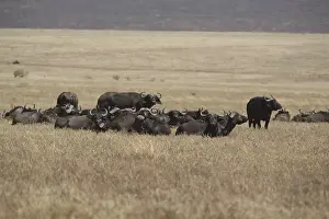 Serengeti Wildlife Drucke: Herd of Cape buffalo (Syncerus caffer caffer)