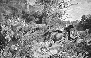 Black And White Forest Scene Drucke: Herd of horses flees from the paddock because of a forest fire