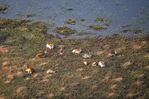 Bovids In The Wild Drucke: Herd of letschwe (Kobus leche)