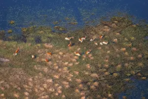 Okavango River Scenery Drucke: Herd of letschwe (Kobus leche)