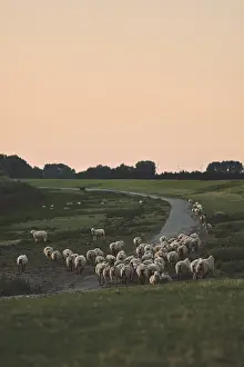 German Farm Animal Husbandry Drucke: Herd of sheep on dike