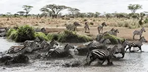 Zebras In Natural Habitat Drucke: Herd of zebra galloping in a river