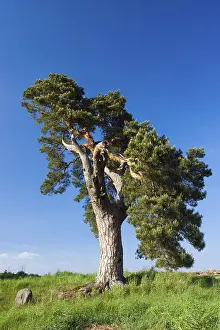 Monument Conservation Europe Drucke: Heritage-protected Pine tree (Pinus sp)