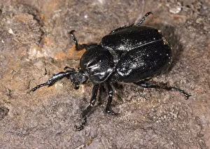 Insect Animal Wildlife Drucke: Hermit, Hermit Beetle, Juchten Beetle