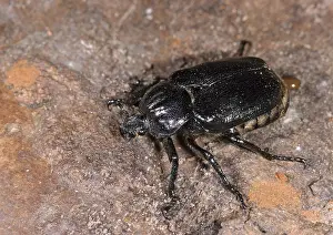 Natural Habitat Images Drucke: Hermit, Hermit Beetle, Juchten Beetle