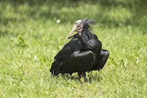 Drucke von Der Hermit-Ibis auf dem Feld Ibisse Drucke: Der Hermit-Ibis im Feld.