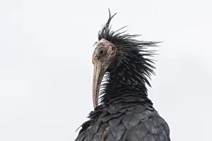 Drucke von Der Hermit-Ibis im Feld Ibisse Drucke: Der Hermit-Ibis auf dem Feld.