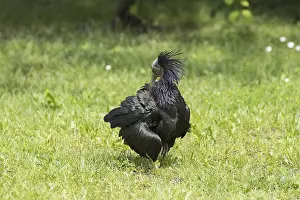 Drucke von Der Eremitenibis im Feld Ibisse Drucke: Der Eremitenibis im Feld.