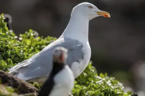 European Herring Gull Drucke: Herring Gull, Larus Argentatus